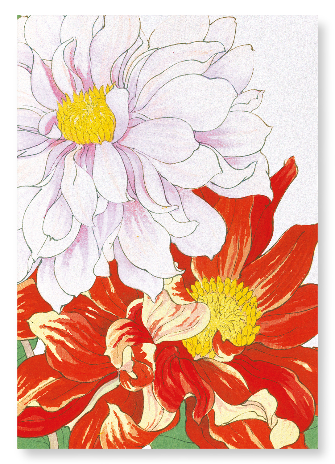 DAHLIA FLOWERS: Botanical Art Print