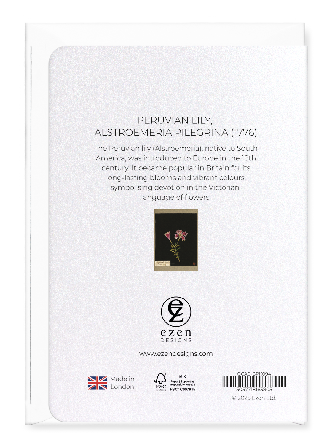 Ezen Designs - Peruvian lily, Alstroemeria Pilegrina (1776) - Greeting Card - Back