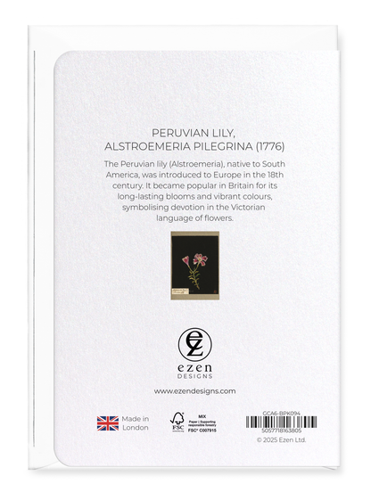 Ezen Designs - Peruvian lily, Alstroemeria Pilegrina (1776) - Greeting Card - Back