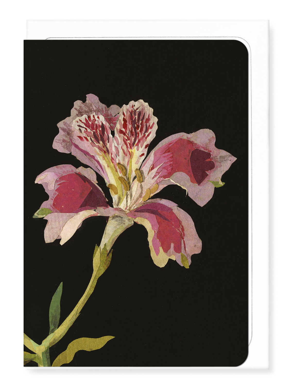 Ezen Designs - Peruvian lily, Alstroemeria Pilegrina (1776) - Greeting Card - Front
