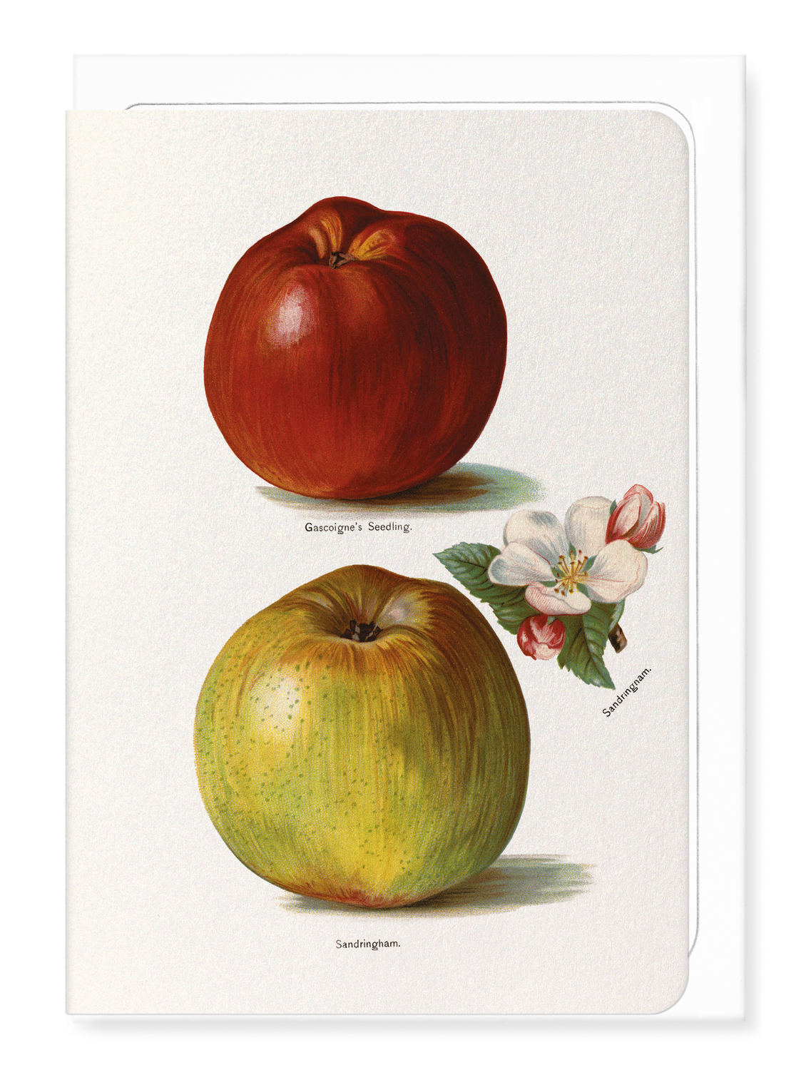 Ezen Designs - Gascoigne's Seedling and Sandringham Apples (1891) - Greeting Card - Front