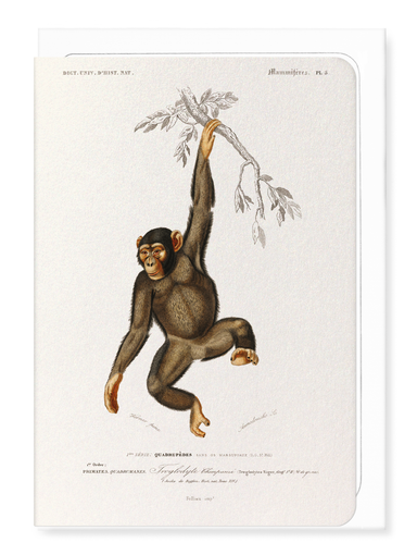 Ezen Designs - Chimpanzee (1892) - Greeting Card - Front