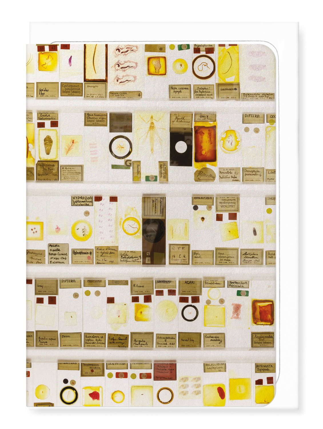 Ezen Designs - The Micrarium at UCL Grant Museum of Zoology - Greeting Card - Front