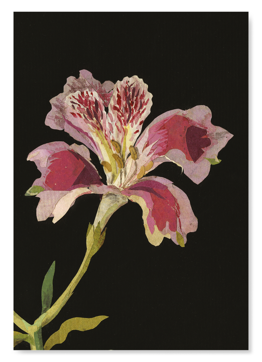 PERUVIAN LILY, ALSTROEMERIA PILEGRINA (1776): Botanical Art Print