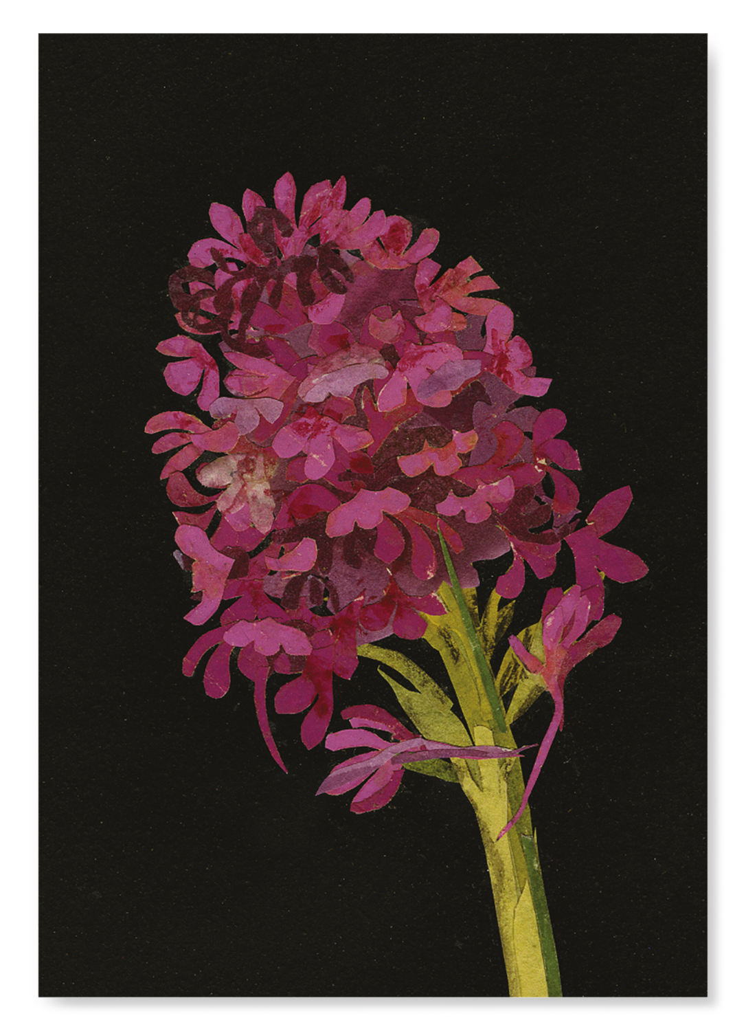 PYRAMIDAL ORCHID, ORCHIS PYRAMIDALIS (1780): Bespoke Art Print