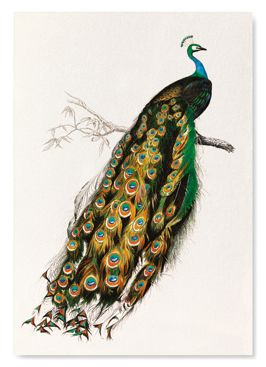 INDIAN PEAFOWL (MID 17TH C.): Painting Art Print