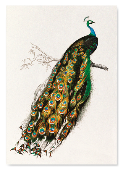 INDIAN PEAFOWL (MID 17TH C.): Painting Art Print