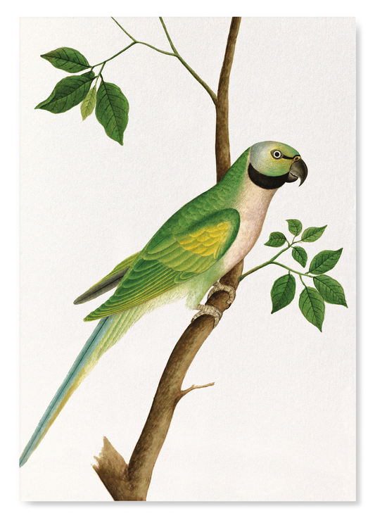 GREEN PARROT (C.1820): Painting Art Print