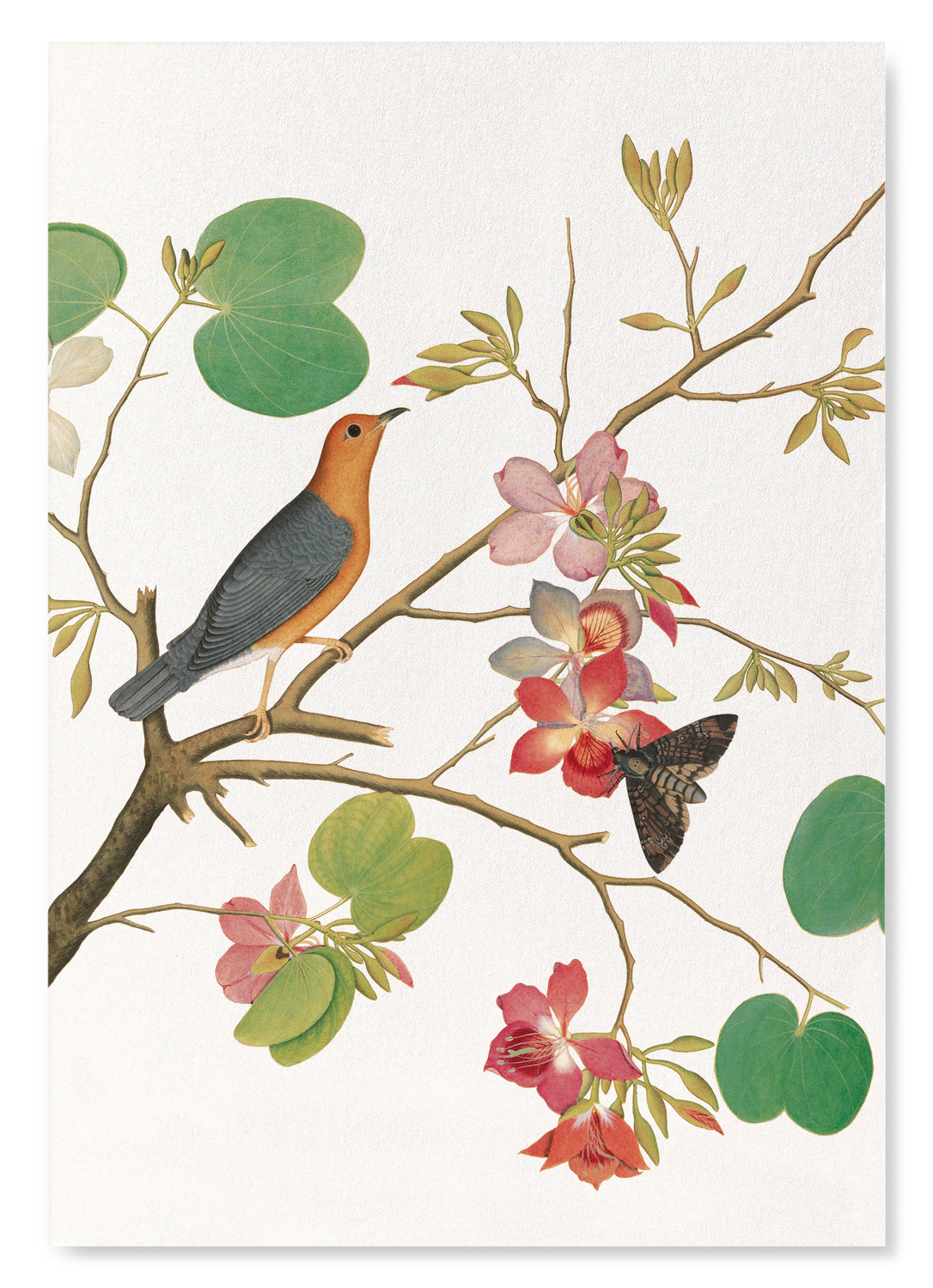 ORANGE BIRD ON ORCHID BRANCH (1778): Painting Art Print