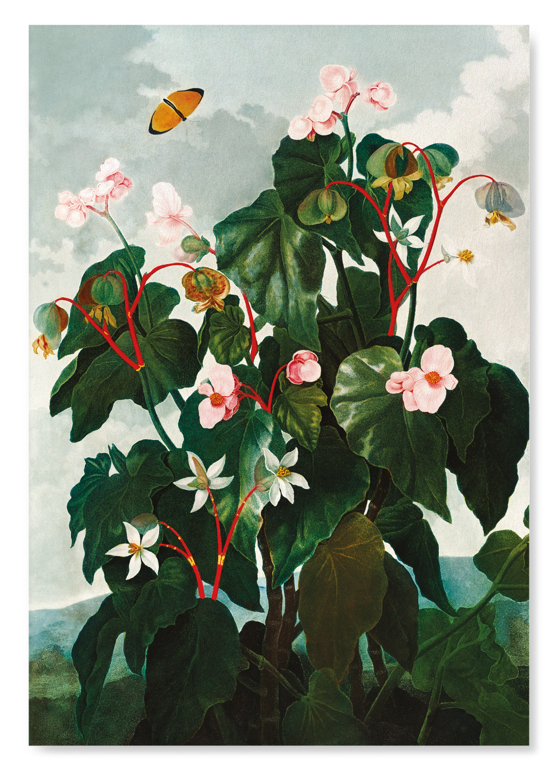 OBLIQUE-LEAVED BEGONIA (C.1800): Painting Art Print