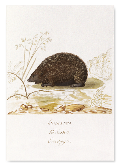 HEDGEHOG (1596–1610): Painting Art Print