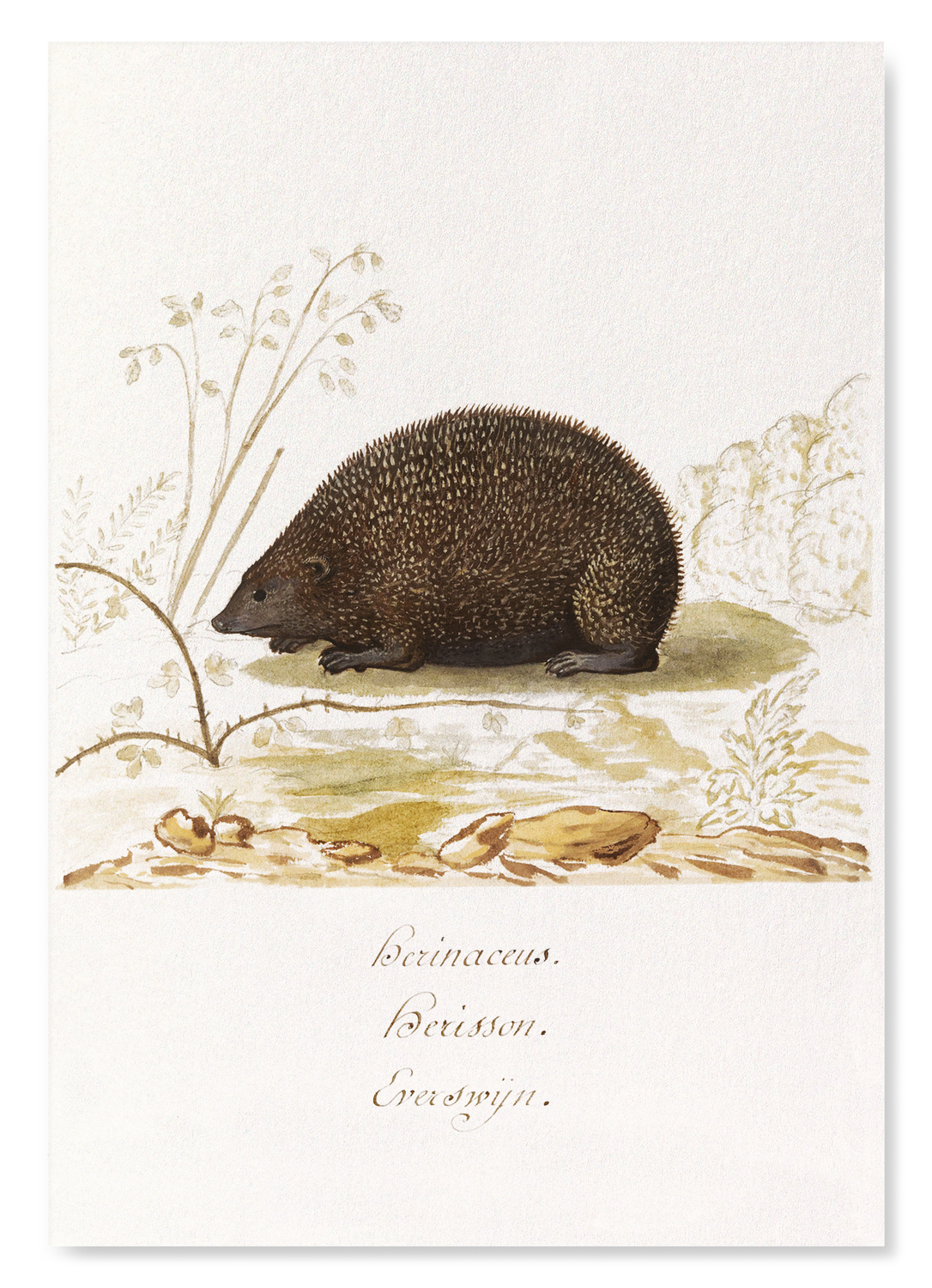 HEDGEHOG (1596–1610): Painting Art Print