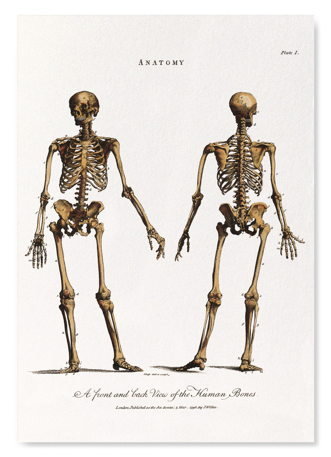 HUMAN SKELETON (1796): Painting Art Print