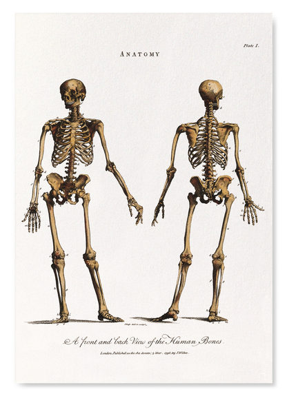 HUMAN SKELETON (1796): Painting Art Print