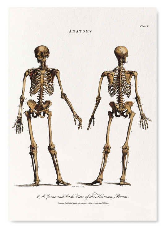 HUMAN SKELETON (1796): Painting Art Print
