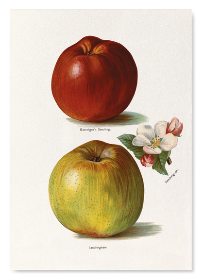 GASCOIGNE'S SEEDLING AND SANDRINGHAM APPLES (1891): Painting Art Print