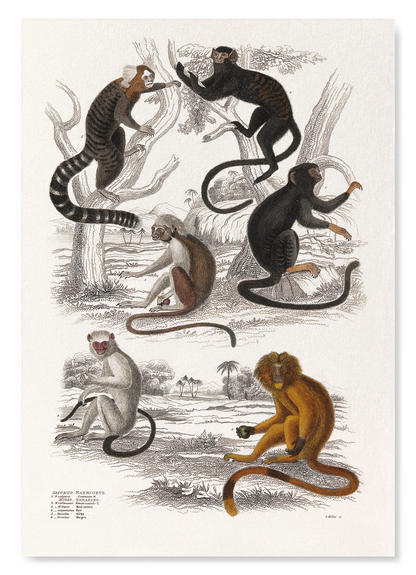 SIX DIFFERENT SPECIMEN OF THE FAMILY CALITRICIDAE MONKEYS (C.1830): Painting Art Print