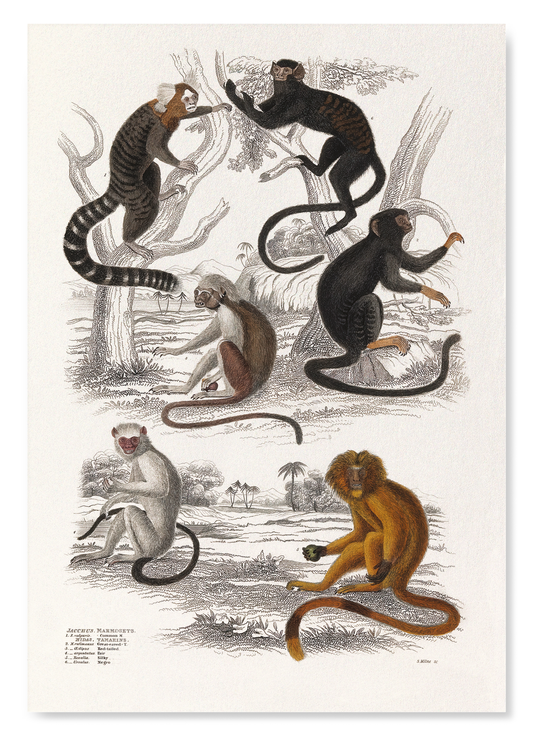 SIX DIFFERENT SPECIMEN OF THE FAMILY CALITRICIDAE MONKEYS (C.1830): Painting Art Print