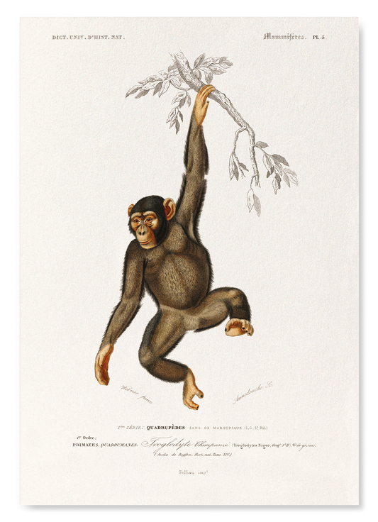 CHIMPANZEE (1892): Painting Art Print
