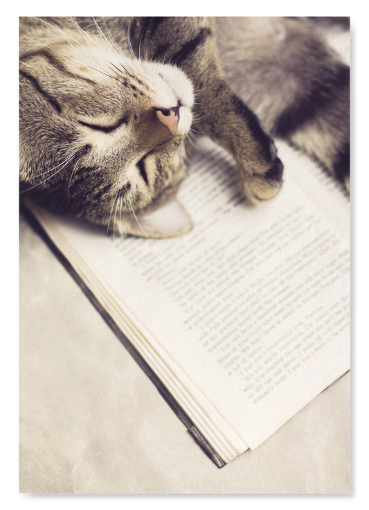 CAT AND BOOK: Photo Art Print