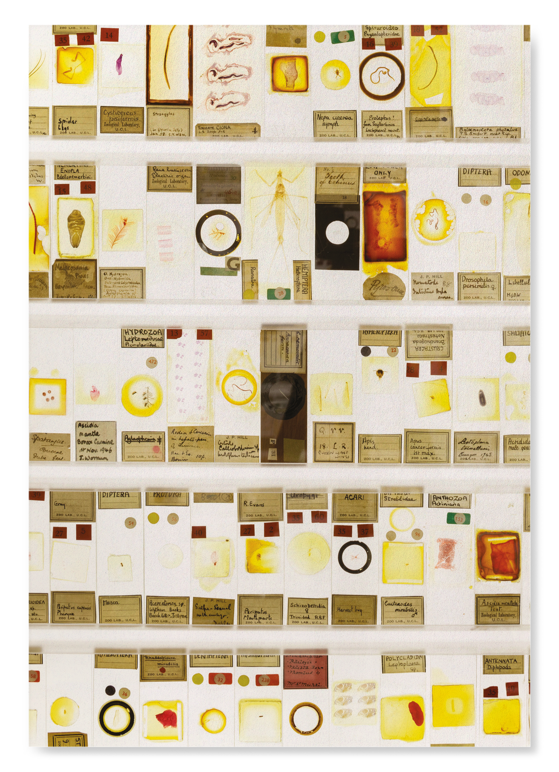 THE MICRARIUM AT UCL GRANT MUSEUM OF ZOOLOGY: Photo Art Print