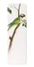 Ezen Designs - Green Parrot (c.1820) - Bookmark - Front