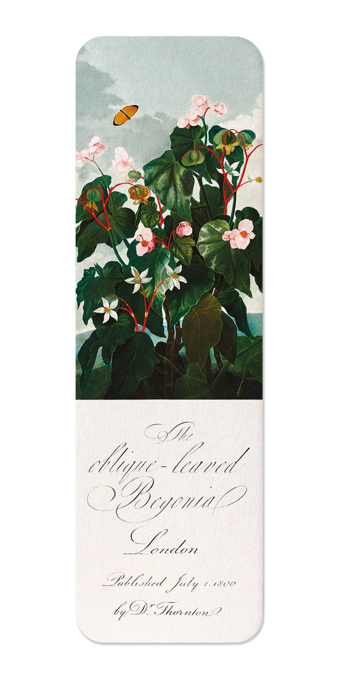 Ezen Designs - Oblique-leaved Begonia (c.1800) - Bookmark - Front