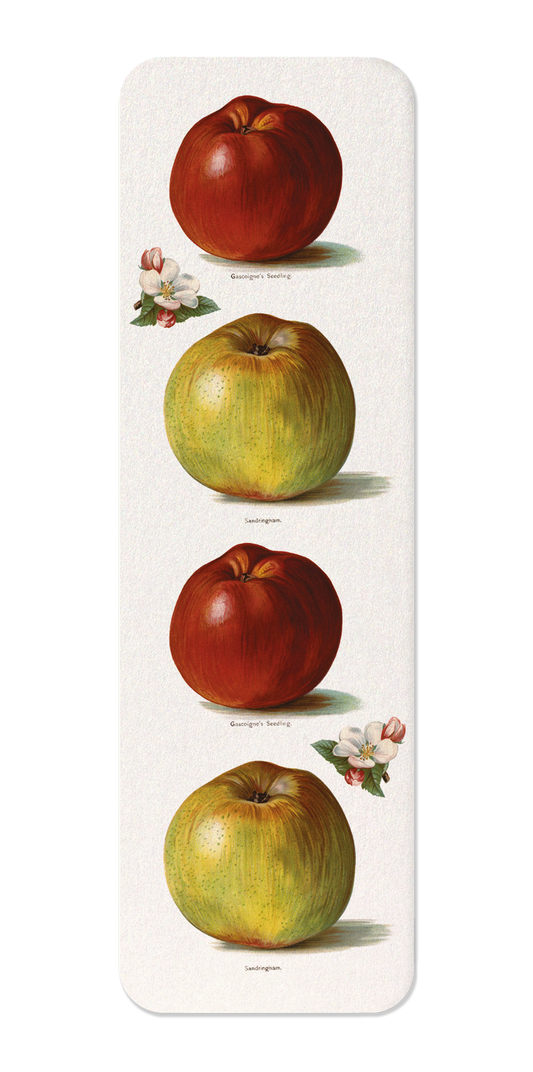 Ezen Designs - Gascoigne's Seedling and Sandringham Apples (1891) - Bookmark - Front