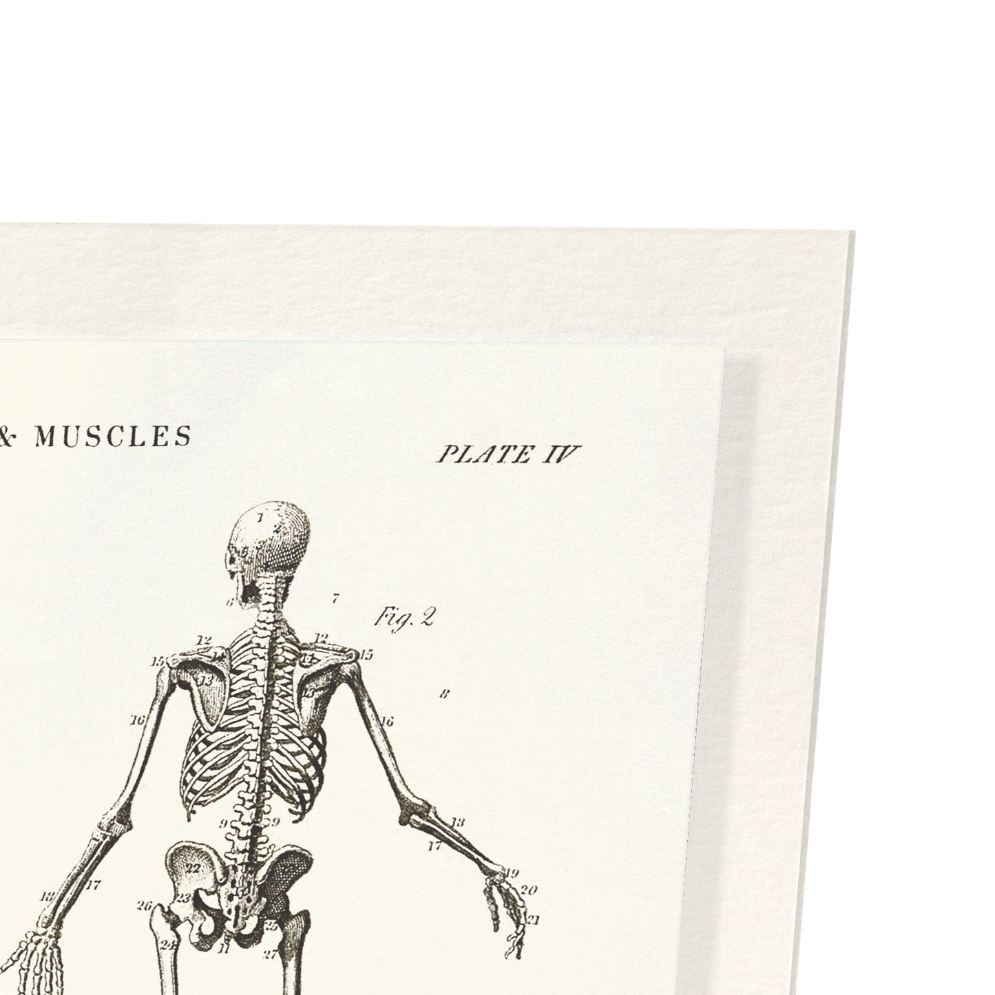 SKELETONS (C.1830-C.1850): Painting Art Print