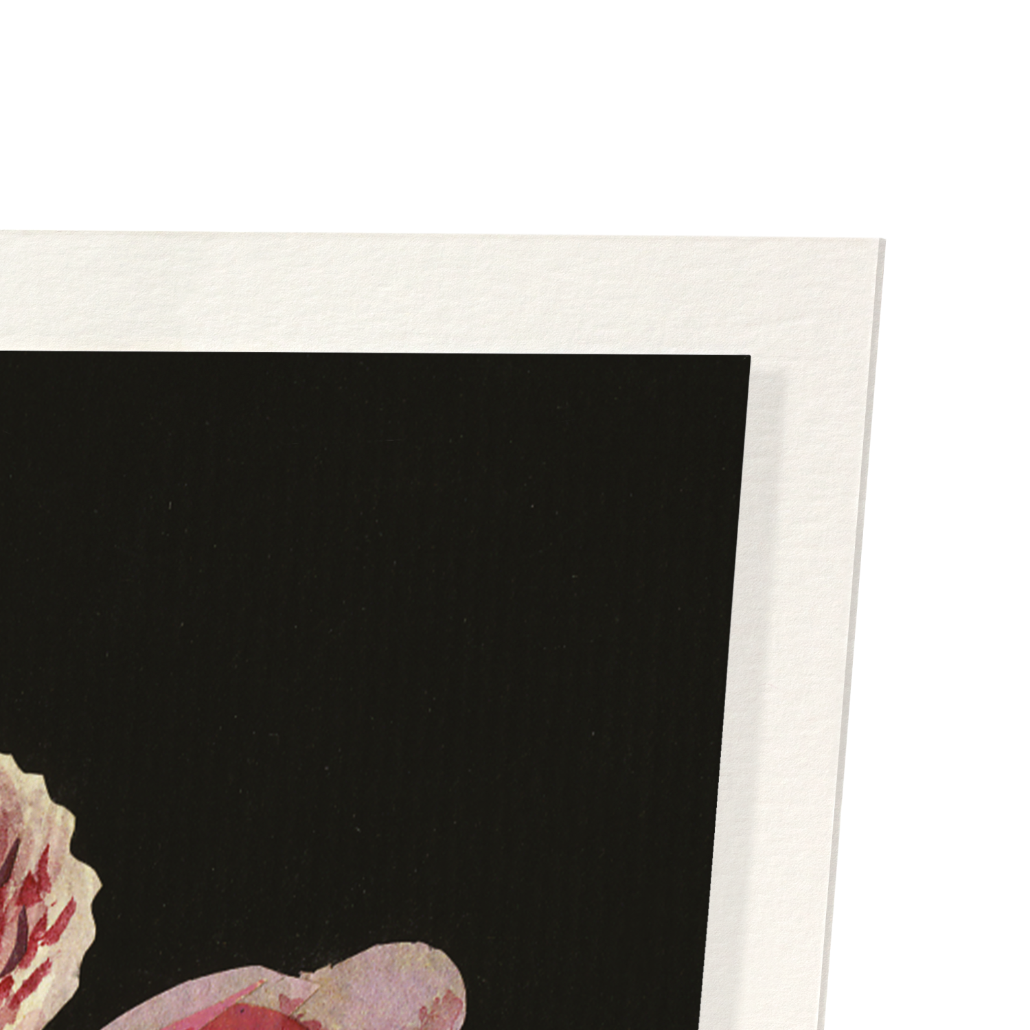 PERUVIAN LILY, ALSTROEMERIA PILEGRINA (1776): Botanical Art Print