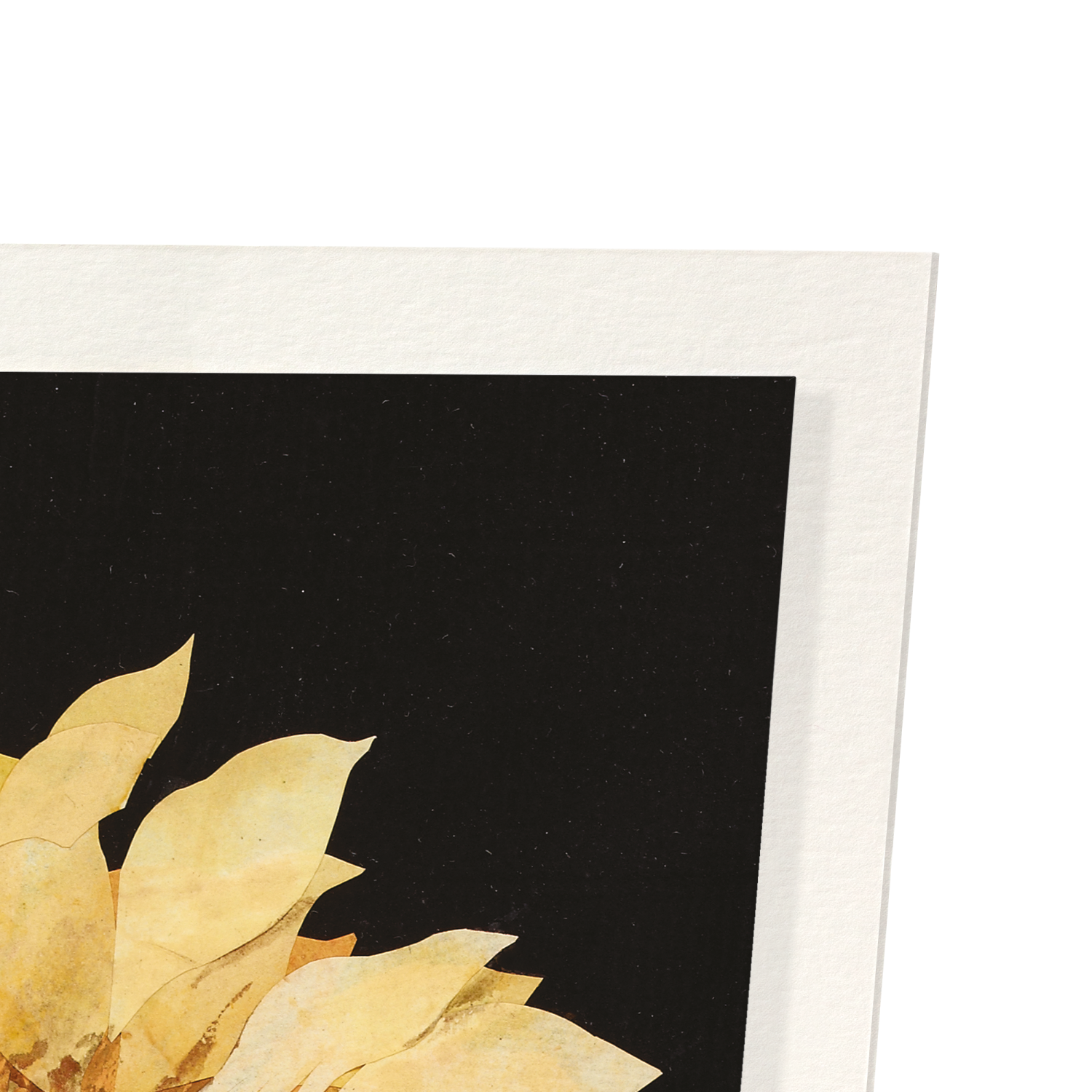 GREAT SUN-FLOWER, HELIANTHUS ANNUUS (1772-1782): Botanical Art Print