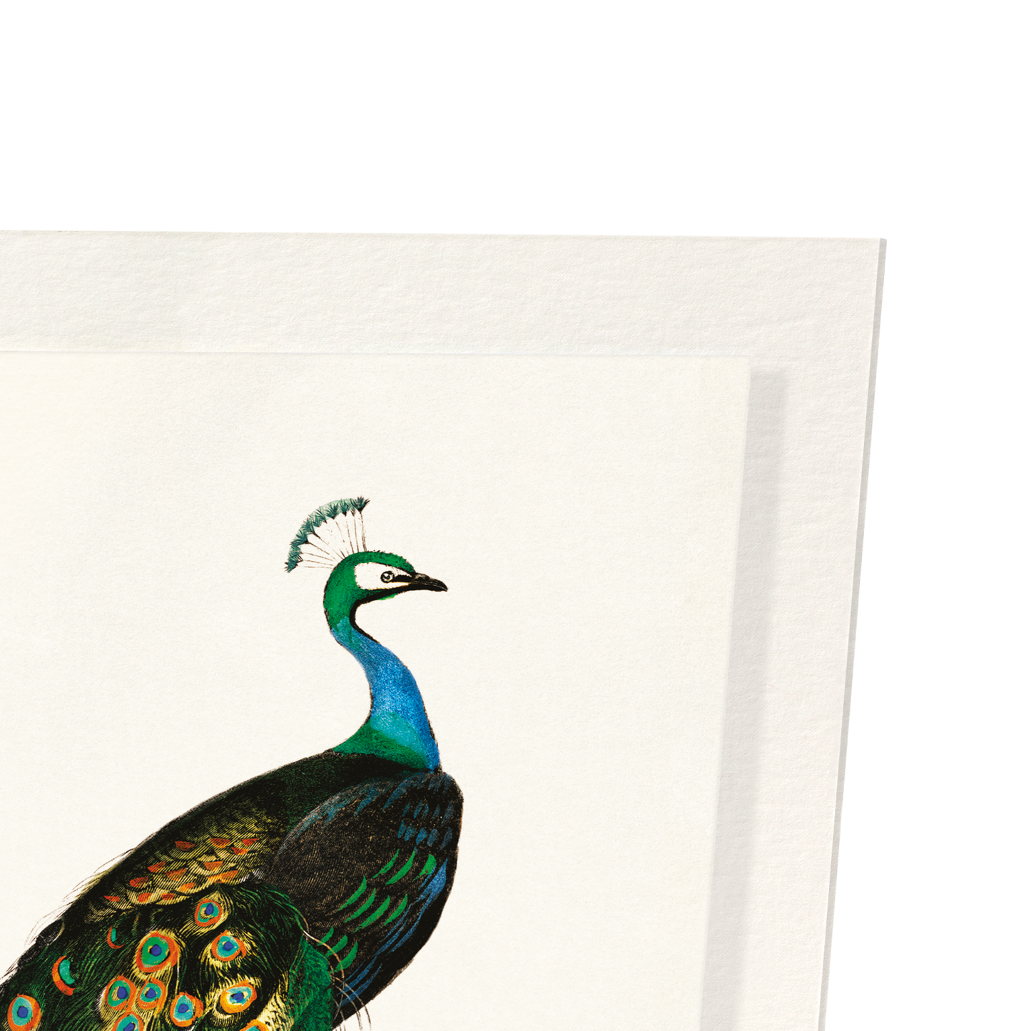 INDIAN PEAFOWL (MID 17TH C.): Painting Art Print