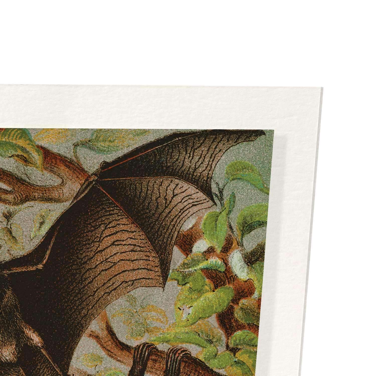 VARIOUS BATS (1880): Painting Art Print