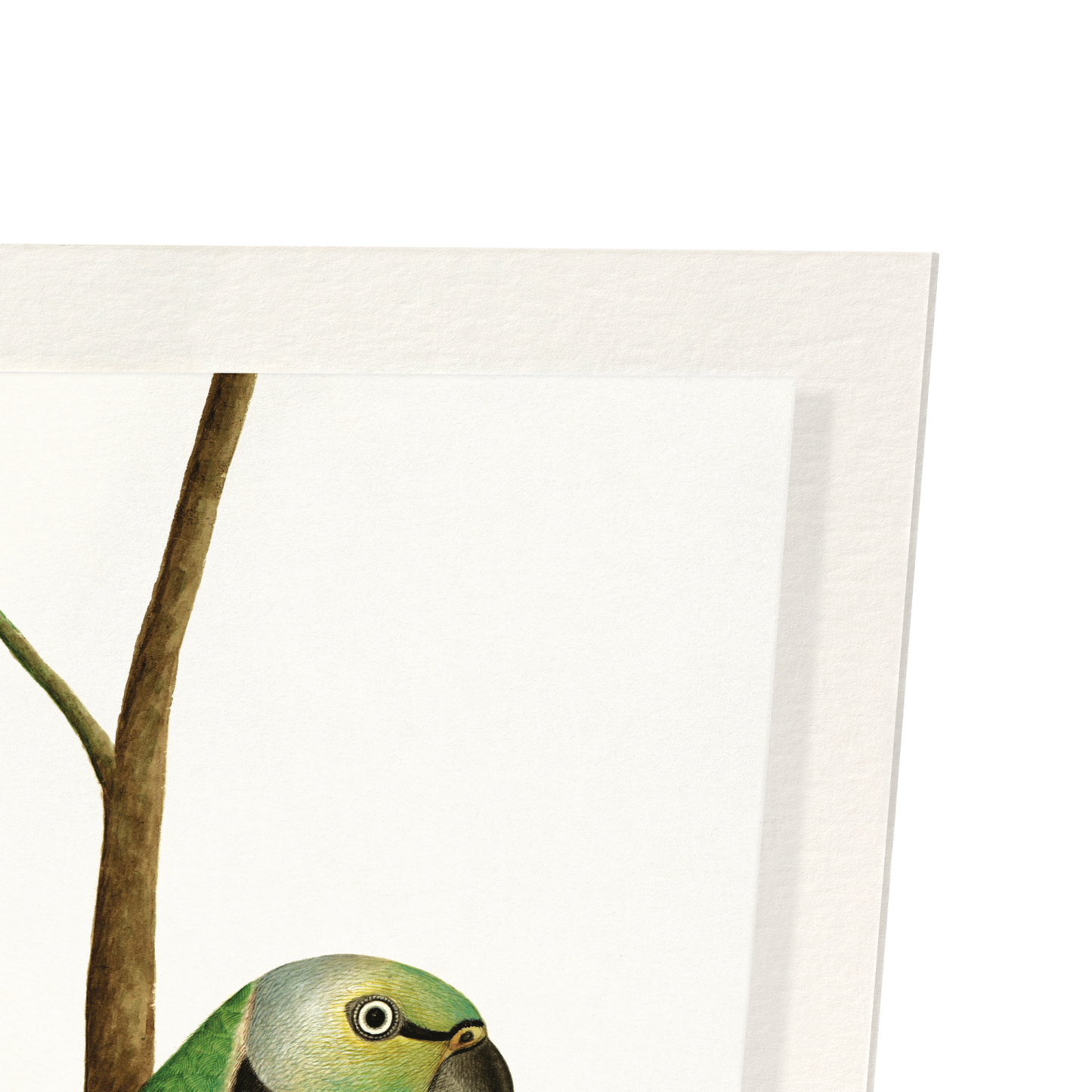 GREEN PARROT (C.1820): Painting Art Print