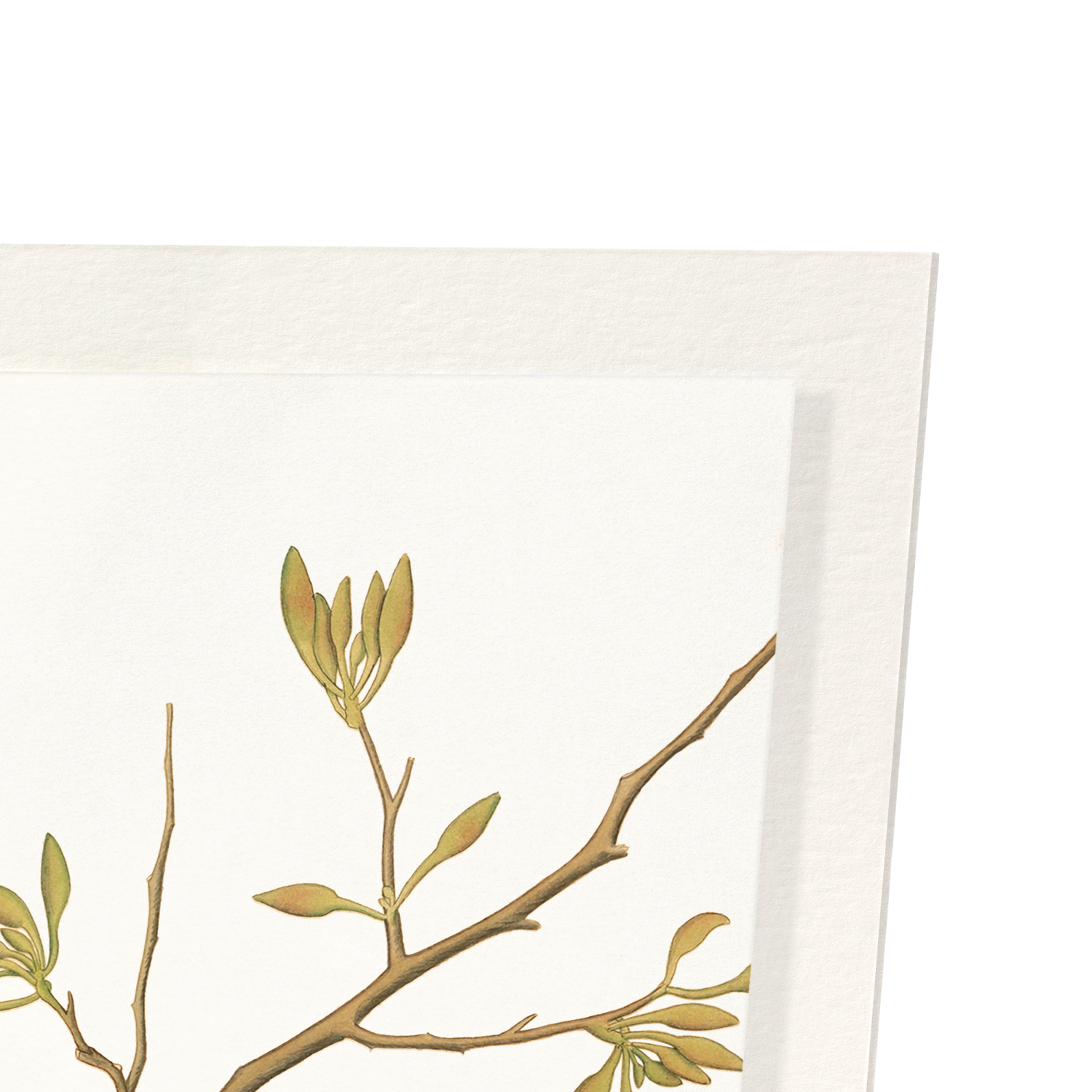 ORANGE BIRD ON ORCHID BRANCH (1778): Painting Art Print