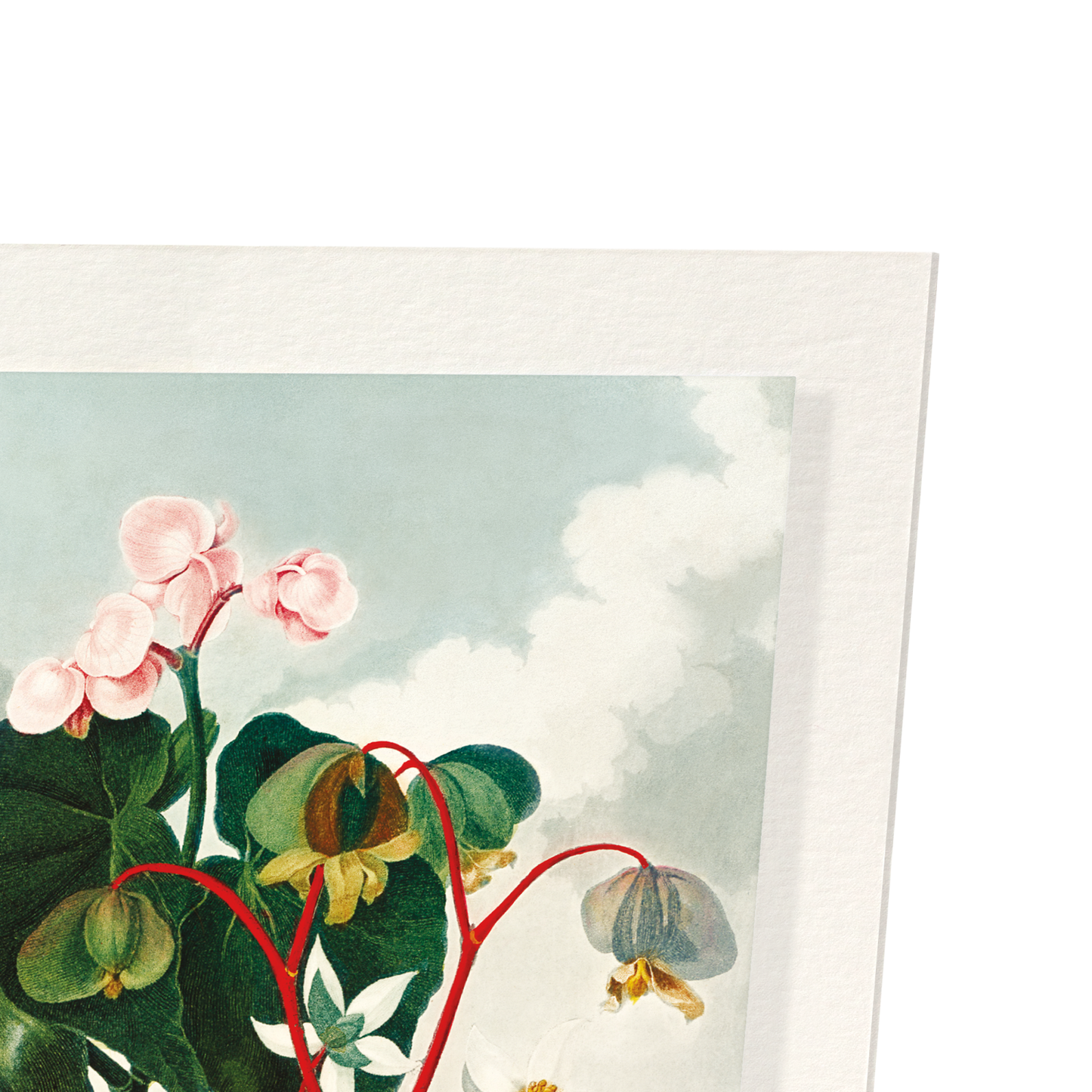 OBLIQUE-LEAVED BEGONIA (C.1800): Painting Art Print