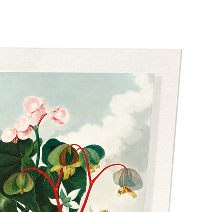 OBLIQUE-LEAVED BEGONIA (C.1800): Painting Art Print