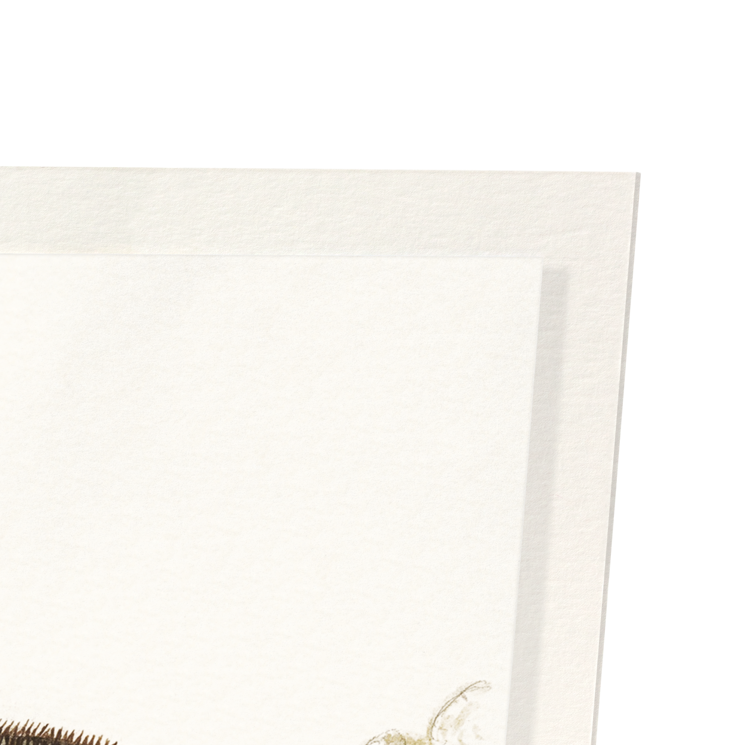 HEDGEHOG (1596–1610): Painting Art Print