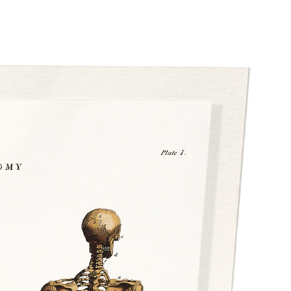 HUMAN SKELETON (1796): Painting Art Print