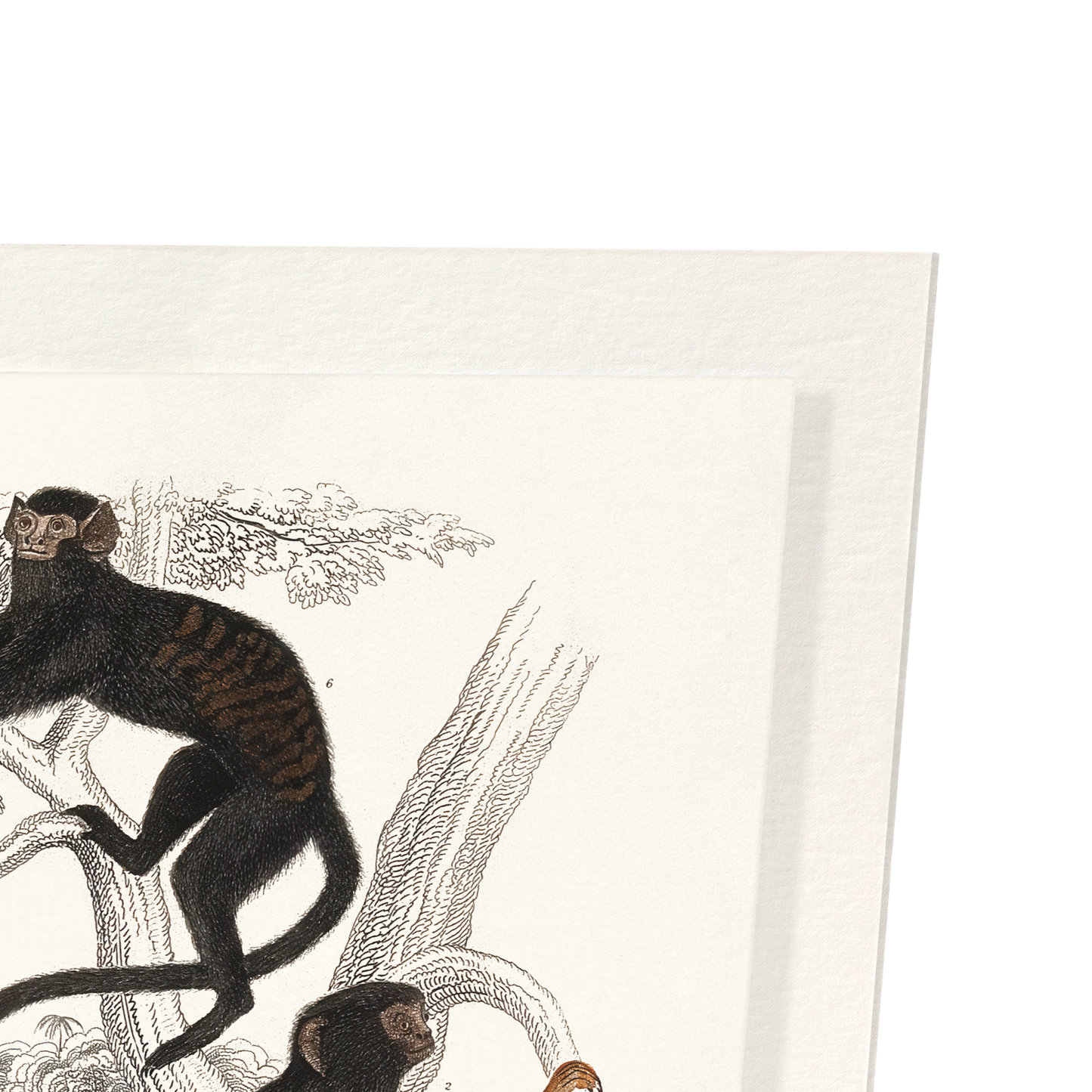 SIX DIFFERENT SPECIMEN OF THE FAMILY CALITRICIDAE MONKEYS (C.1830): Painting Art Print
