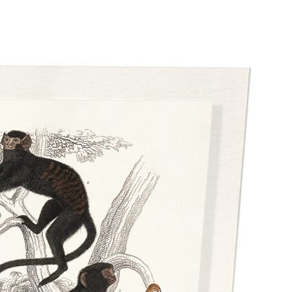 SIX DIFFERENT SPECIMEN OF THE FAMILY CALITRICIDAE MONKEYS (C.1830): Painting Art Print