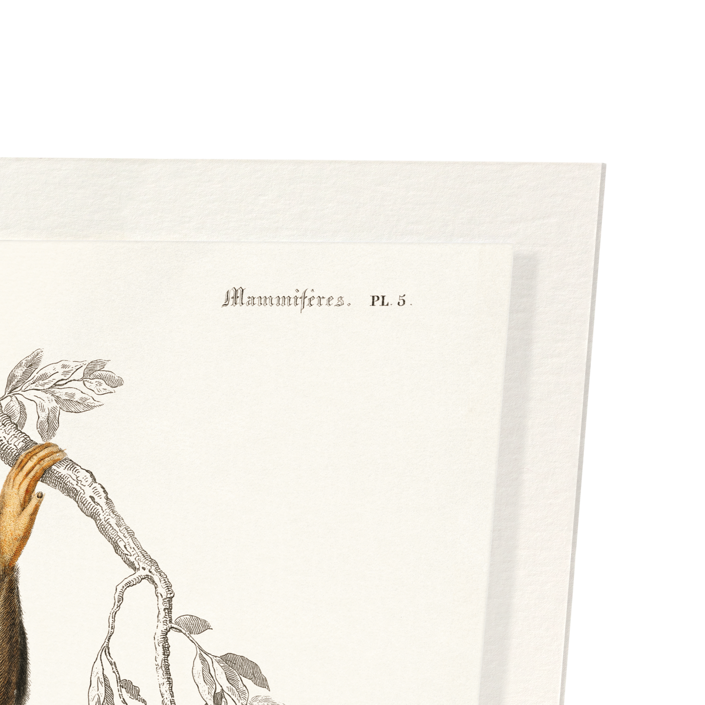 CHIMPANZEE (1892): Painting Art Print