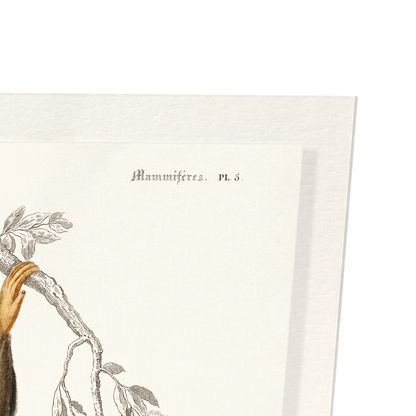 CHIMPANZEE (1892): Painting Art Print