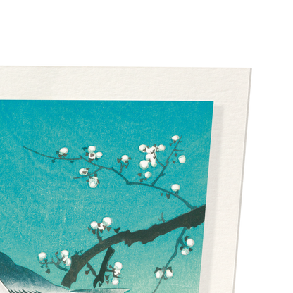 BUSH WARBLER AND PLUM BLOSSOMS: Japanese Art Print
