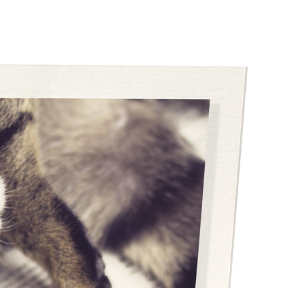 CAT AND BOOK: Photo Art Print