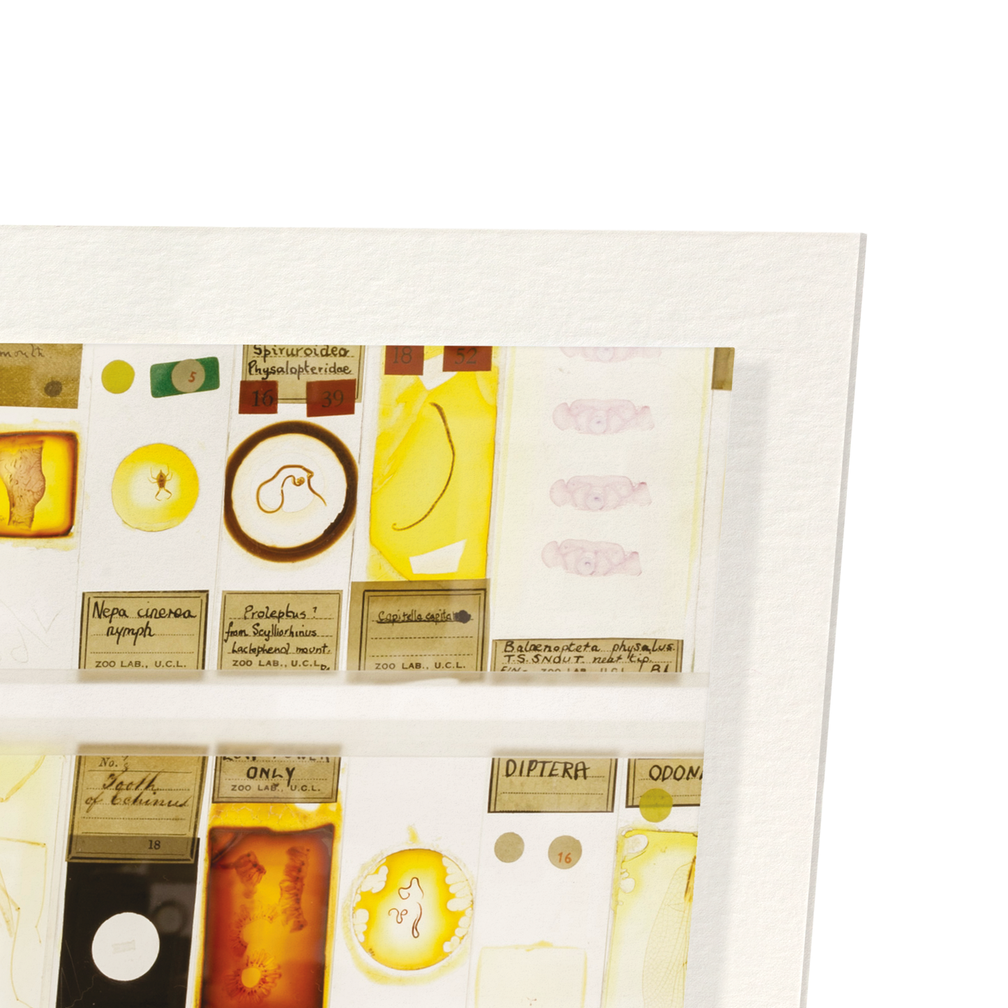 THE MICRARIUM AT UCL GRANT MUSEUM OF ZOOLOGY: Photo Art Print