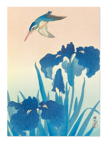 Ezen - Kingfisher and iris - Postcard - Front