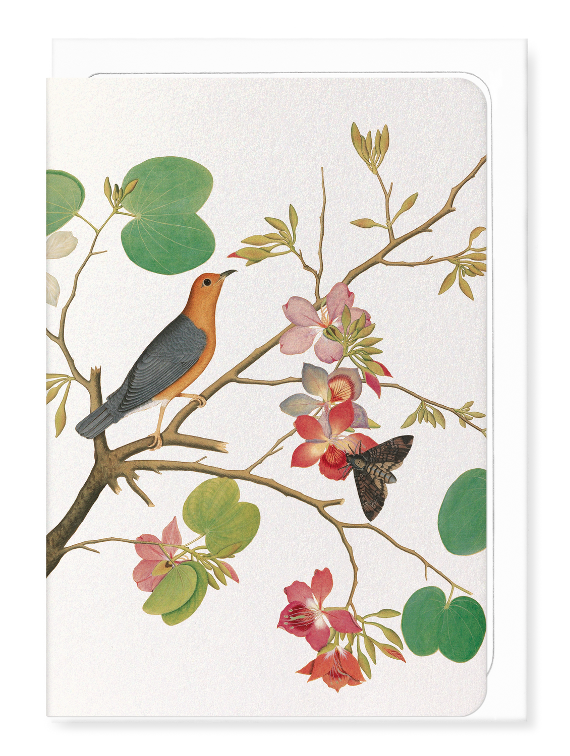 Ezen - Orange bird on orchid Branch (1778) - Greeting Card - Front