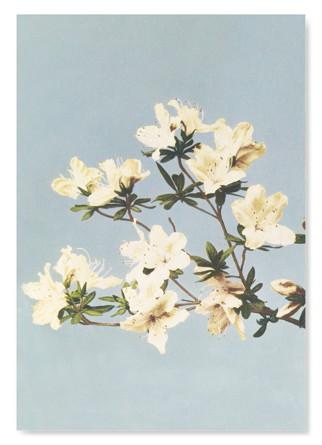 The print