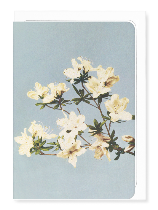 Ezen - Photomechanical print of Azaleas (c.1890) - Greeting Card - Front